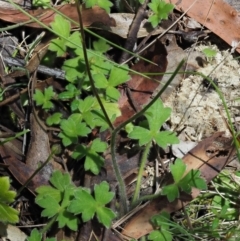 Ranunculus scapiger at Tennent, ACT - 30 Nov 2017 10:36 AM