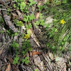 Ranunculus scapiger at Tennent, ACT - 30 Nov 2017 10:36 AM