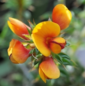 Pultenaea procumbens at Tennent, ACT - 30 Nov 2017