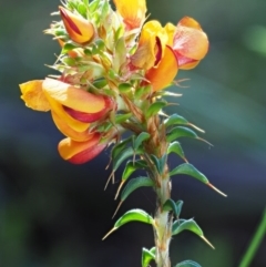 Pultenaea procumbens at Tennent, ACT - 30 Nov 2017