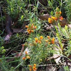 Pultenaea procumbens at Tennent, ACT - 30 Nov 2017