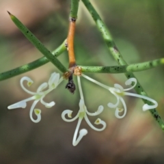 Hakea microcarpa (Small-fruit Hakea) at Tennent, ACT - 30 Nov 2017 by KenT