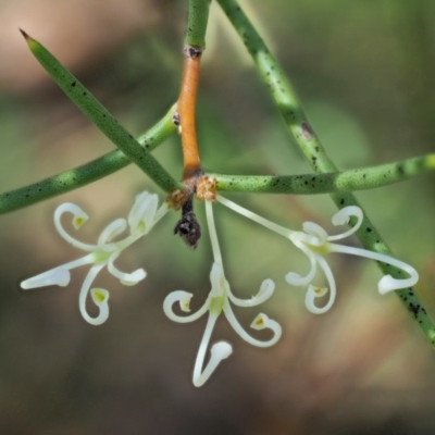 Hakea microcarpa (Small-fruit Hakea) at Tennent, ACT - 29 Nov 2017 by KenT