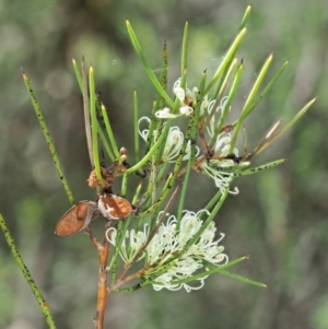 Hakea microcarpa at Tennent, ACT - 30 Nov 2017 09:40 AM