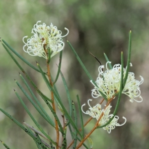 Hakea microcarpa at Tennent, ACT - 30 Nov 2017 09:40 AM