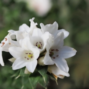 Epacris breviflora at Tennent, ACT - 30 Nov 2017