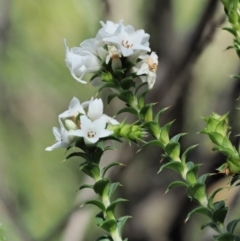 Epacris breviflora at Tennent, ACT - 30 Nov 2017