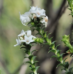 Epacris breviflora at Tennent, ACT - 30 Nov 2017