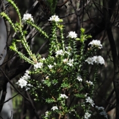 Epacris breviflora at Tennent, ACT - 30 Nov 2017