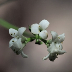 Asperula gunnii at Tennent, ACT - 30 Nov 2017 09:11 AM