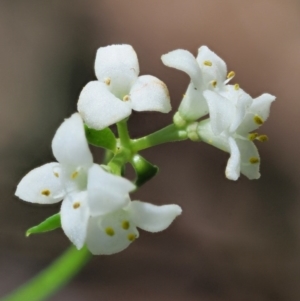 Asperula gunnii at Tennent, ACT - 30 Nov 2017 09:11 AM