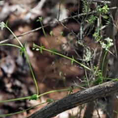 Asperula gunnii at Tennent, ACT - 30 Nov 2017 09:11 AM