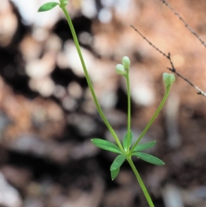 Asperula gunnii at Tennent, ACT - 30 Nov 2017 09:11 AM