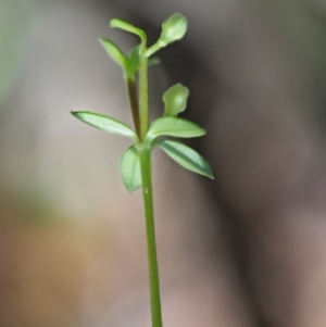 Asperula gunnii at Tennent, ACT - 30 Nov 2017 09:11 AM