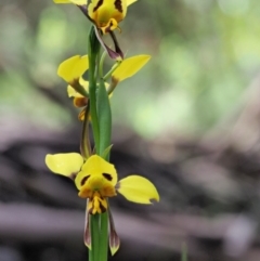 Diuris sulphurea (Tiger Orchid) at Tennent, ACT - 30 Nov 2017 by KenT