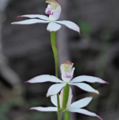 Caladenia moschata (Musky Caps) at Tennent, ACT - 30 Nov 2017 by KenT