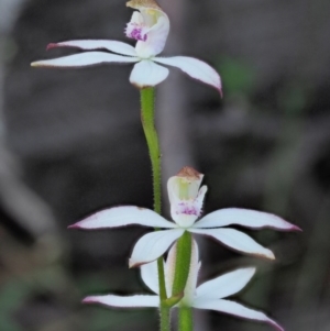 Caladenia moschata at Tennent, ACT - 30 Nov 2017