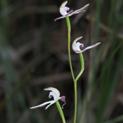 Caladenia moschata at Tennent, ACT - 30 Nov 2017