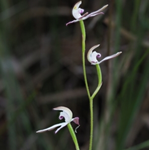 Caladenia moschata at Tennent, ACT - 30 Nov 2017