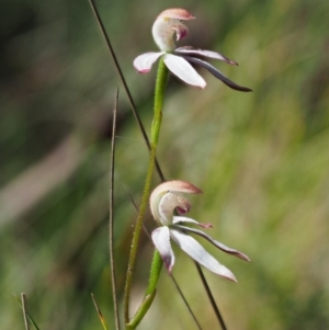 Caladenia moschata at Tennent, ACT - 30 Nov 2017