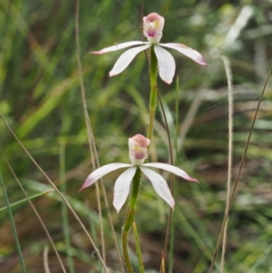 Caladenia moschata at Tennent, ACT - 30 Nov 2017