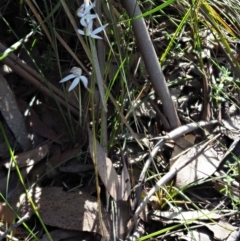 Caladenia moschata at Tennent, ACT - 30 Nov 2017