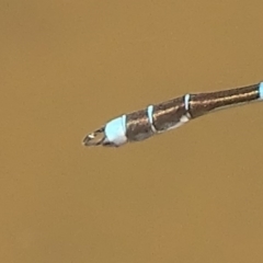 Austrolestes leda (Wandering Ringtail) at Fyshwick, ACT - 28 Nov 2017 by roymcd