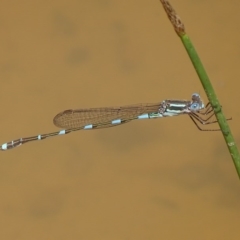 Austrolestes leda at Fyshwick, ACT - 28 Nov 2017