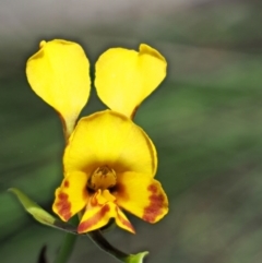 Diuris semilunulata (Late Leopard Orchid) at Tennent, ACT - 30 Nov 2017 by KenT