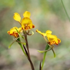 Diuris semilunulata at Tennent, ACT - 30 Nov 2017