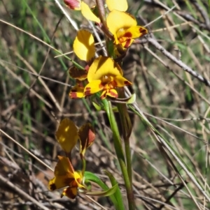 Diuris semilunulata at Tennent, ACT - 30 Nov 2017