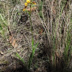 Diuris semilunulata at Tennent, ACT - suppressed