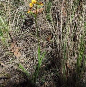 Diuris semilunulata at Tennent, ACT - suppressed