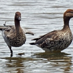 Chenonetta jubata (Australian Wood Duck) at Jerrabomberra Wetlands - 1 Dec 2017 by RodDeb