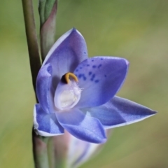 Thelymitra simulata (Graceful Sun-orchid) at Tennent, ACT - 30 Nov 2017 by KenT