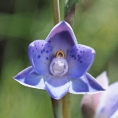 Thelymitra simulata at Tennent, ACT - 30 Nov 2017