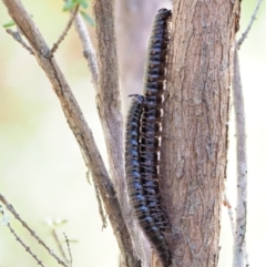 Paradoxosomatidae sp. (family) (Millipede) at Tennent, ACT - 30 Nov 2017 by KenT