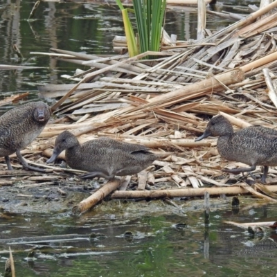 Stictonetta naevosa (Freckled Duck) at Jerrabomberra Wetlands - 1 Dec 2017 by RodDeb