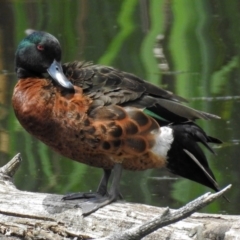 Anas castanea (Chestnut Teal) at Fyshwick, ACT - 30 Nov 2017 by RodDeb