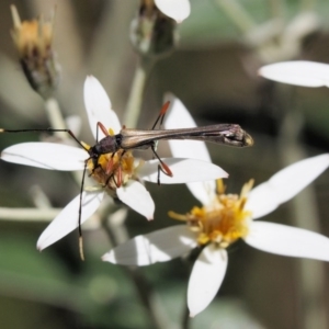 Enchoptera apicalis at Tennent, ACT - 30 Nov 2017 10:59 AM