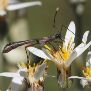 Enchoptera apicalis at Tennent, ACT - 30 Nov 2017