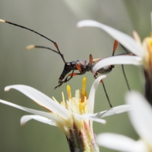 Enchoptera apicalis at Tennent, ACT - 30 Nov 2017 10:59 AM