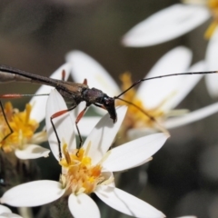 Enchoptera apicalis at Tennent, ACT - 30 Nov 2017