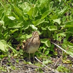 Gallinago hardwickii (Latham's Snipe) at Fyshwick, ACT - 1 Dec 2017 by RodDeb