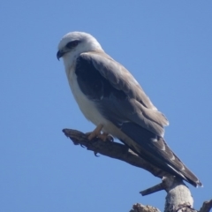 Elanus axillaris (Black-shouldered Kite) at Jerrabomberra Wetlands - 28 Nov 2017 by roymcd