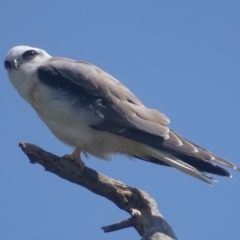 Elanus axillaris at Fyshwick, ACT - 28 Nov 2017