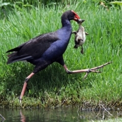 Porphyrio melanotus (Australasian Swamphen) at Fyshwick, ACT - 1 Dec 2017 by RodDeb