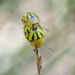 Paropsisterna obliterata (Obliterate Melaleuca Leaf Beetle) at Tennent, ACT - 30 Nov 2017 by KenT