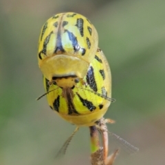 Paropsisterna obliterata at Tennent, ACT - 30 Nov 2017