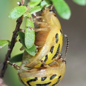 Paropsisterna obliterata at Tennent, ACT - 30 Nov 2017